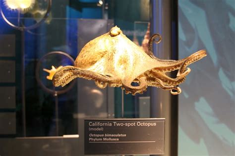 California Two-Spot Octopus (Model) (Octopus bimaculatus) | Flickr