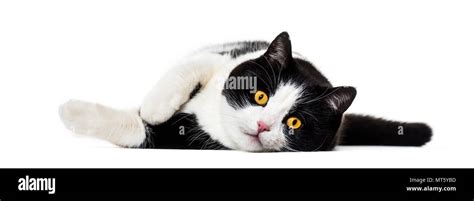 Mixed breed cat lying on side against white background Stock Photo - Alamy