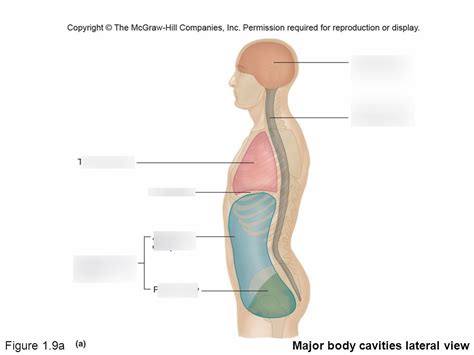 A&P body cavities (lateral view) Diagram | Quizlet