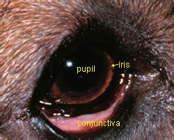 Dog Conjunctivitis Cure and Treatment Options