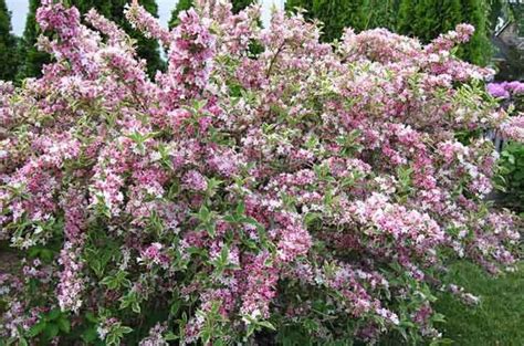 Top 10 Flowering Shrubs | Flowering Bushes - Birds & Blooms