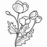 Premium Vector  Poppy flower vector Pretty coloring Pages sketch template