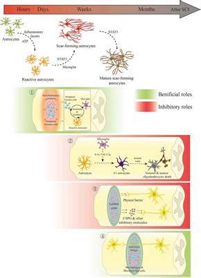 Frontiers | Dissecting the Dual Role of the Glial Scar and Scar-Forming ...