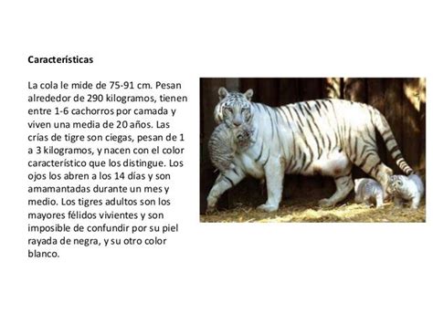 El tigre blanco