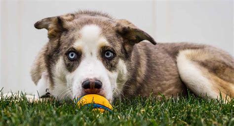 Australian German Shepherd Husky Mix (Aussie Husky or Aussie Siberian ...