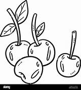 Cherry Fruit Isolated Coloring Page For Kids Stock Vector Image & Art  sketch template
