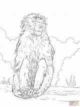 Chacma Baboon coloring Page  Free Printable Coloring Pages sketch template