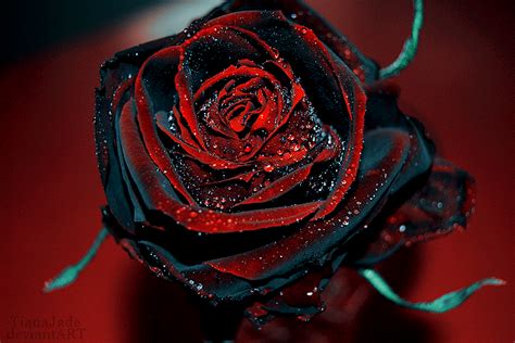 Black Roses | whatrosesmean
