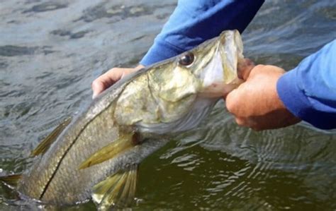 What Does Snook Taste Like? Does It Taste Good? | Americas Restaurant