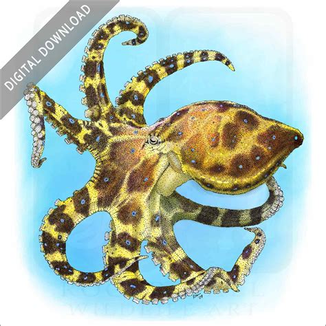 Stock Art Drawing of a Blue-Ringed Octopus - inkart