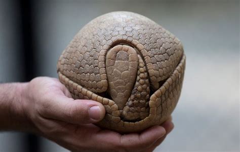 Armadillo's Defense Mechanism In Its Shell Photo | Armadillo, Animals beautiful, Animals wild