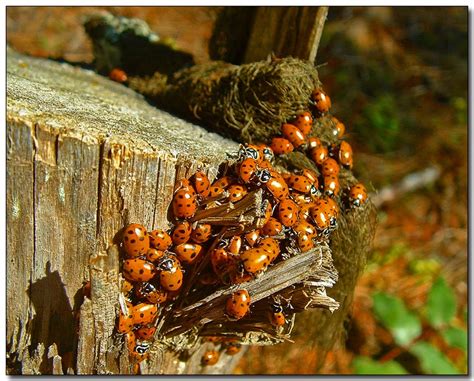 On White: Lady Bugs by Roger Lynn [Large]