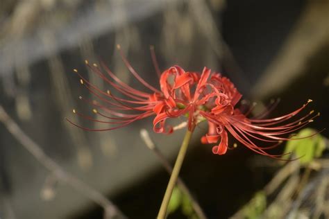 Spider Lily Only | alcidesota@yahoo.com-OFF-For Several Months | Flickr