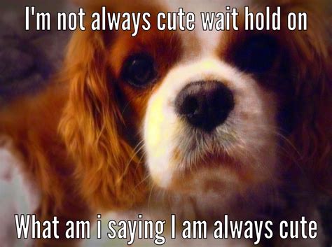 Cute Dog Meme | Cavalier king charles dog, King charles cavalier ...