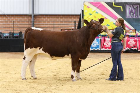 Maine-Anjou National Junior Show I Fullblood Heifers | The Pulse