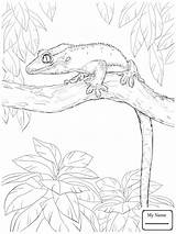 Leopard Gecko Coloring Sheets Pages sketch template