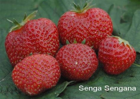 Fragaria Senga Sengana | Verschoor Horticulture