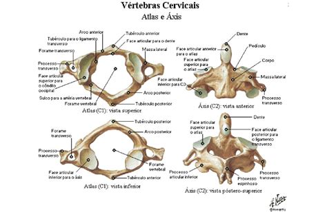 humedad reacción El principio atlas vertebra anatomia Asesorar miseria ...