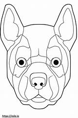 French Bulldog Head Coloring Pages Sketch Coloring Page sketch template