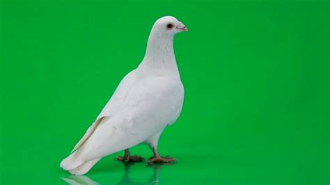 Pigeon, Green Screen, Animal. Free Stock Video - Pixabay