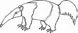 Anteater 14 coloring page  ColouringPages sketch template