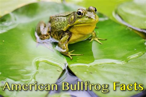 American Bullfrog Facts For Kids & Adults: North America's Largest Frog