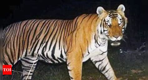 Ballur Hundi: Farmer Survives Tiger Attack | Mysuru News - Times of India