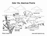 Prairie American Coloring Page sketch template