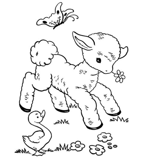 Top 25 Free Printable Sheep Coloring Pages Online