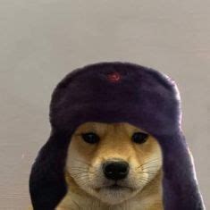 Doge Pfp With Hat - This rule has been expanded to cover 'forced' doge ...