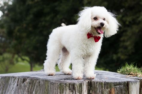 The 184 Most Popular French Poodle names | Dog Names from Rover.com