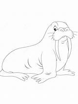 Walrus Coloring Pages – Artofit sketch template