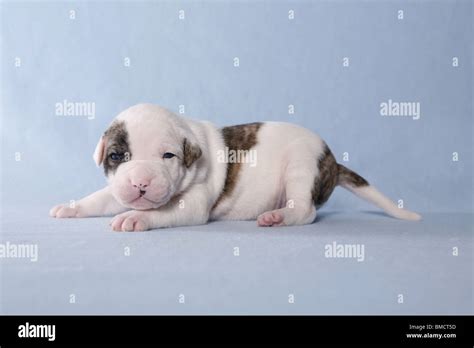 American Bulldog Baby Stock Photo - Alamy