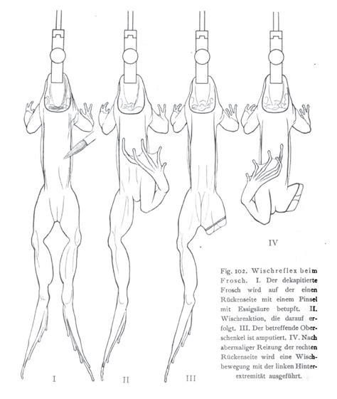 The Curious Case of the Decapitated Frog - Brewminate: A Bold Blend of ...