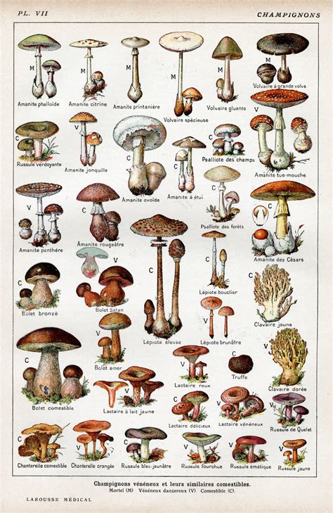 Mushrooms Mushroom Autumn Vintage Free Stock Photo - Public Domain Pictures