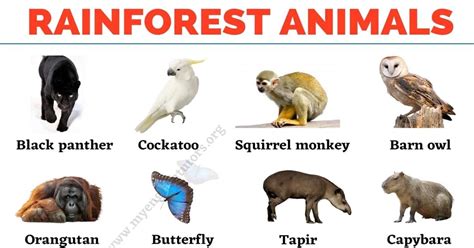 Forest Floor Animals List