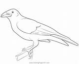 Adult Raven Coloring Page For Kids  Free Crows Printable sketch template
