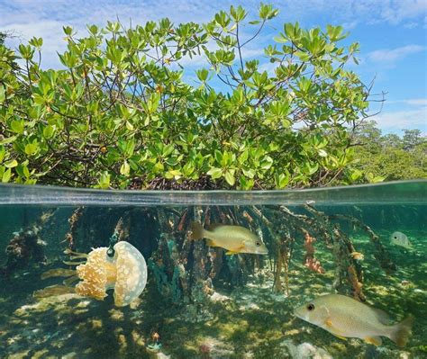 The Mangrove Creek — EcoTings Bahamas