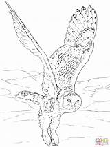 Snowy Owl coloring Page  Free Printable Coloring Pages sketch template