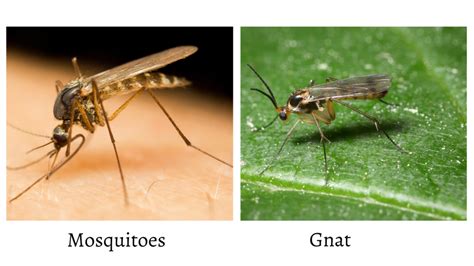 Mosquitoes and Gnats. What’s The Difference?