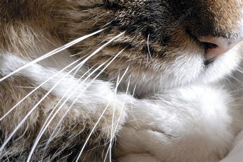 Cat whiskers - Stock Image - Z934/0635 - Science Photo Library