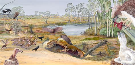 Fossil of New Eagle Species Found in Australia | Sci.News