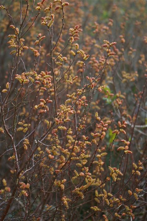 Myrica gale - Trees and Shrubs Online