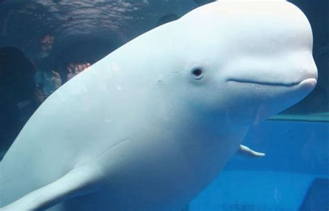 Beluga White Whale: Characteristics of the most lovely whale in the world