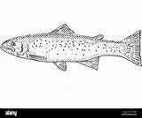 Rainbow Trout Coloring Pages sketch template