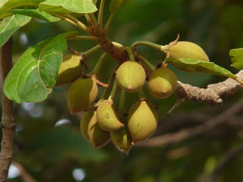 M-Tech Gardens Mahua/Eluppa Medicinal Herb Plant (Madhuca longifolia, Hybrid) Exotic 1 Live ...