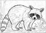 Complex raccoon coloring  Raccoon Coloring Pages For Adults sketch template