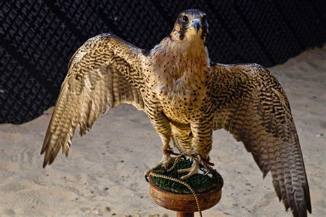 Falcon trafficking soars in Center East, fueled by battle and poverty - Go Law Attorney