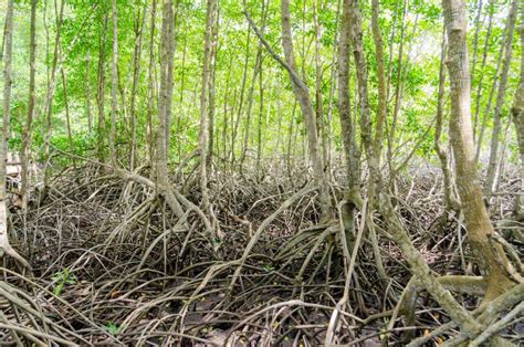 Avicennia alba roots stock image. Image of avicennia - 202881423