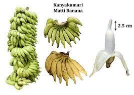 Matti banana variety granted the Geographical Indication (GI) tag